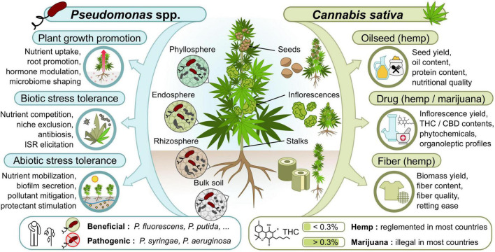 Potential modes of action of beneficial Pseudomonas spp. inoculants and traits they could improve in cannabis crops.