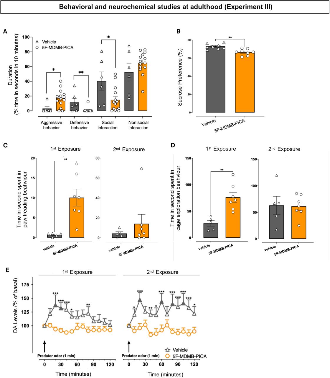 Behavioral and neurochemical studies at adulthood (Experiment III)(A) Aggressive, defensive behaviors and social and non-social interactions in response to a male intruder: Results are expressed as mean ± SEM of the % of time spent in each class of behaviors. Mann-Whitney U test revealed a significant increase in the time spent in aggressive behavior in the 5F-MDMB-PICA-treated group (U = 13, p < 0.05, r = 0.155) and a significant reduction in the time spent in defensive behavior (U = 12, p < 0.005, r = 0.143) as compared to the vehicle group. Additionally, two-tailed unpaired t-test revealed a significant reduction in the social interaction in the 5F-MDMB-PICA-treated group (95% CI: -47.51 to -3.55, p < 0.05, t = 2.440, df = 18, R² = 0.248) as compared to the vehicle-treated group. The analysis of non-social interaction scores showed no significant differences between the groups. Aggressive and defensive behaviors: solid symbols: *p<0.05; **p<0.005 Vehicles-treated group vs 5F-MDMB-PICA-treated group (Mann-Whitney test); Social interaction: solid symbols: *p<0.05 Vehicles-treated group vs 5F-MDMB-PICA-treated group (Unpaired t-test). N= 6 (Vehicle); 14 (5F-MDMB-PICA).(B) Anhedonic-like emotional state: The results of the sucrose preference test administered 10 days after the last IVSA session demonstrated a decreased sucrose preference in the 5F-MDMB-PICA-treated group as compared with the control mice. Results are expressed as mean ± SEM of the % of sucrose preference. An unpaired t-test was used to compare the sucrose preference scores between the vehicle-treated group and the 5F-MDMB-PICA-treated group. The analysis revealed a significant reduction in sucrose preference in the 5F-MDMB-PICA-treated group (66.49%) compared to the vehicle-treated group (72.97%), with a mean difference of -6.482% (95% CI: -9.894 to -3.070, p < 0.005, t = 4.075, df = 14, R² = 0.5426). Solid symbols: **p<0.005 5F-MDMB-PICA-treated group vs Vehicles-treated group; N = 8 (Vehicles-treated group); 8 (5F-MDMB-PICA-treated group).(C) (D) Effects of the odor predator exposure (2-Methyl-2-propanethiol inhalation) on Paw Treading (C) and cage exploration (D) behaviors in adult mice that underwent intravenous self-administration of 5F-MDMB-PICA or Vehicle during adolescence: Results are expressed as mean ± SEM of the time spent in each behavior. Unpaired t-test revealed a significant increase in paw trading behavior (A) and cage exploration behavior (B) during the 1st exposure in the 5F-MDMB-PICA-treated group as compared to the vehicle-treated group (paw trading behavior: 95% CI: 3.609 to 15.11, p < 0.005, t = 3.626, df = 10, R² = 0.568); (cage exploration behavior: 95% CI: 22.19 to 76.04, p < 0.005, t = 4.065, df = 10, R² = 0.6229). The analysis of the 2nd exposure didn’t show any significance for both the behaviors. **p<0.005 Vehicle vs 5F-MDMB-PICA-treated group; N= 5 (Vehicle-treated group 1st and 2nd exposure); 7 (5F-MDMB-PICA-treated group 1st and 2nd exposure).(E) Adolescent 5F-MDMB-PICA IVSA induces adaptive changes in mPFC dopamine responsiveness to repeated exposure to a stressful odor stimulus (2-Methyl-2-propanethiol inhalation): data are presented as the mean ± SEM of changes in extracellular dopamine in the mPFC, expressed as the percentage of basal values. The arrows indicate the start of the 1st and 2nd odor exposure (1 minute). Two-way RM ANOVA analysis of the 1st odor exposure revealed a significant effect of treatment (F (1, 16) = 9.743, p < 0.01, η2 ≈ 0.183) and time × treatment interaction (F (12, 192) = 2.089, p < 0.05, η2 ≈ 0.055). Tukey’s multiple comparisons post hoc test revealed an increase of dialysate dopamine in the mPFC of the Vehicle-treated group as compared to basal values at minutes 20 (p< 0.005) and 30 (p < 0.05) and as compared to 5F-MDMB-PICA-treated group at minutes 20 (p < 0.0005), 30 (p < 0.0005), 40 (p < 0.0005), 50 (p < 0.05), 80 (p < 0.01). Two-way ANOVA analysis of the 2nd odor exposure revealed a significant effect of treatment (F (1, 13) = 14.08, p < 0.005, η2 ≈ 0.280) and a time × treatment interaction (F (12, 156) = 2.244, p < 0.05, η2 ≈ 0.049). Tukey’s multiple comparisons post hoc test revealed an increase in dialysate DA in the mPFC of the vehicle group as compared to basal values at minutes 20 (p < 0.005), 60 (p < 0.05), 80 (p < 0.05), 100 (p < 0.05) and as compared to 5F-MDMB-PICA-treated group at minutes 10 (p < 0.05), 20 (p < 0.0005), 40 (p < 0.01), 50 (p < 0.05), 60 (p < 0.0005), 80 (p < 0.0005), 90 (p < 0.001), 100 (p < 0.0005), 110 (p < 0.001), 120 (p < 0.05). Solid symbols: full triangles or circles p<0.05 or 0.005 vs the basal values; * p<0.05, ** p<0.005, *** p< 0.0005 vs Vehicles. N= 9 (Vehicle-treated group 1st exposure); 9 (5F-MDMB-PICA-treated group 1st exposure); 6 (Vehicle-treated group 2nd exposure); 9 (5F-MDMB-PICA-treated group 2nd exposure).