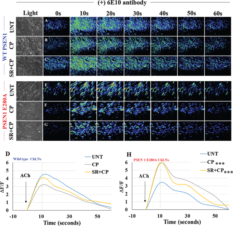 CP55940 plus SR and anti-Aβ42 antibody 6E10 completely recover Ca2+ influx in PSEN1 E280A ChLNs. After 7 days of transdifferentiation, WT PSEN1 and PSEN1 E280A ChLNs were incubated with 6E10 antibody as described in Materials and Methods section. Simultaneously cells were left untreated or treated with CP or SR + CP in RCm for 4 days. A-C, E-G) Time-lapse images (0, 10, 20, 30, 40, 50, and 60 s) of Ca2+ fluorescence in WT PSEN1 and PSEN1 E280A ChLNs at day4 in the presence of 6E10 antibody as a response to ACh treatment. ACh was puffed into the culture at 0 s (arrow). Then, the Ca2+ fluorescence of the cells was monitored at the indicated times. Color contrast indicates fluorescence intensity: dark blue < light blue < green<yellow<red. D, H) Normalized mean fluorescence signal (ΔF/F) over time from the cells indicating temporal cytoplasmic Ca2+ elevation in response to ACh treatment. Data are presented as means±SD. *p < 0.05; **p < 0.01; ***p < 0.001 compared to UNT. The histograms and figures represent 1 out of 3 independent experiments. Image magnification, 200×.