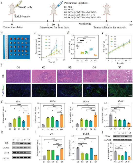 ACEA@CL(XGMA)‐Fe(III) MS + UV exhibit synergistic and enhanced in vivo anti‐tumor activities. a) Experimental process description. b) Tumor photography on day 18 in different groups. c) Comparison of tumor volume in different groups. Tumors were smallest in G5. n = 5. d) Comparison of tumor weight in different groups. Tumor weight was lowest in G5. n = 5. e) Body weight changes of tumor‐bearing mice in different groups. n = 5. f) HE and TUNEL staining of tumor tissues in different groups. g) Transcriptional levels of cytokines, including IL‐6, TNF‐ɑ, IFN‐γ, and IL‐10, in different groups. n = 3. h) Comparison of CB1 and EGFR expressions in different groups by WB. G5 presented activated CB1 and inhibited EGFR. i) Quantitative analysis of CB1 and EGFR expressions. n = 3. j) Detection of CD206 expression (a marker of M2 macrophages) in different groups by WB. CD206 had the lowest expression in G5. n = 3. *, p < 0.05; **, p < 0.01; ***, p < 0.001; ****, p < 0.0001; ns, not significant. G: group; MS: microsphere; UV: ultraviolet; CB1: cannabinoid receptor 1; EGFR: epidermal growth factor receptor.