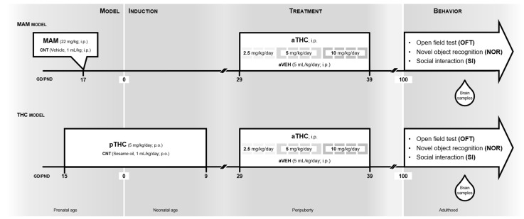 Timeline and experimental design used to investigate the effects of peripubertal THC (aTHC) exposure in two neurodevelopmental models of psychopathology. MAM model: pregnant rats were intraperitoneally (i.p.) treated with methylazoxymethanol (MAM) acetate (22 mg/kg) or saline (CNT: 1 mL/kg) on gestational day (GD) 17. From postnatal day (PND) 19 to PND 39, resulting male offspring were i.p. treated twice/day with increasing doses of THC (aTHC) or respective vehicle (aVEH). Behavioral tests (open field test, novel object recognition test and social interaction test) were conducted in adulthood from PND 100. After completion, the neurochemical analyses (quantitative real-time PCR and DNA methylation by pyrosequencing) were performed in the prefrontal cortex of rats. THC model: Pregnant rats were treated with THC (pTHC, 5 mg/kg/day; per os) or vehicle (CNT; 1 mL/kg/day; per os) from gestational day (GD) 15 to postnatal day (PND) 9. From PND 19 to PND 39, the resulting male offspring were i.p. treated twice/day with increasing doses of THC (aTHC) or respective vehicle (aVEH). Behavioral tests (open field test, novel object recognition test and social interaction test) were conducted in adulthood from PND 100. After completion, the neurochemical analyses (quantitative real-time PCR and DNA methylation by pyrosequencing) were performed in the prefrontal cortex of rats.