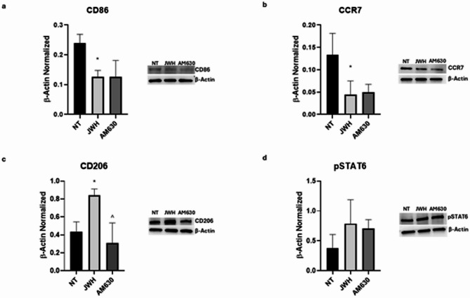 Effects of CB2 stimulation on macrophages derived from SCD pediatric/young patients. CD86 (a), CCR7 (b), CD206 (c), and pSTAT6 (d) protein expression levels sickle cell disease (SCD) macrophages after 24 h treatment with JWH-133 and AM630 evaluated by Western blotting, starting from 15 µg of total lysates. The most representative images are displayed. The protein bands were detected through Image Lab Ink 6.1 software “BIORAD”, and the intensity ratios of immunoblots compared to non-treated (NT) macrophages, taken as 1, were quantified after normalizing with the respective controls. The relative quantification for these proteins, normalized for the housekeeping protein β-actin, is represented in the histograms as the mean ± SD. For statistical analysis, a Shapiro-Wilk Normality test was used to asses whether the distribution of our samples were normal or not. For samples with normal distribution (a, c, d), we performed one way ANOVA test followed by Tukey HSD as post hoc. For samples without a normal distribution (b), we employed a Kruskal-Wallis Test, followed by the Dunn’s Test as post hoc. *, p ≤ 0.05 compared to NT; ^, p ≤ 0.05 compared to JWH-133. Original blots/gels are presented in Supplementary Uncropped WB Figures.