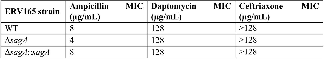 Minimum inhibitory concentration (MIC) values of VREfm susceptibility to ampicillin, daptomycin and ceftriaxone.