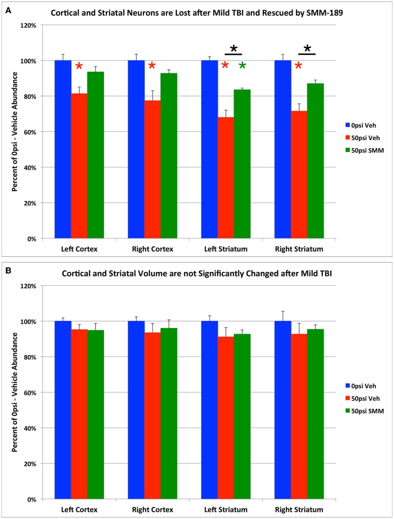 Graphs showing the effect of TBI and SMM-189 on NeuN+ neurons (A) and on volumes (B) in cerebral cortex and striatum. Stereological counts (A) revealed bilateral neuron loss in the 50-psi vehicle-treated cortex and striatum, and significant rescue after SMM-189 treatment. Red asterisks indicate a significant difference between vehicle-treated 50-psi mice and vehicle-treated 0-psi mice. Green asterisks indicate a significant difference between SMM-189 and vehicle-treated 0-psi mice. Asterisks above bars spanning the SMM-189 and vehicle-treated 50-psi mice columns indicate a significant difference between these two conditions. No significant volume loss is evident in the 50-psi vehicle-treated cortex or striatum (B), compared to 0-psi vehicle-treated cortex and striatum, although a trend toward reduction is seen.