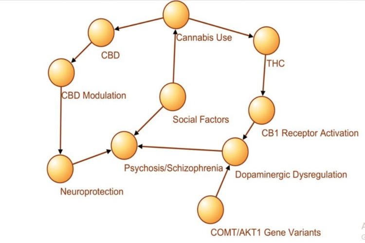 Theoretical framework: Biological, genetic, and social pathways linking cannabis to schizophreniaCBD: Cannabidiol; THC: Tetrahydrocannabinol; CB1: Cannabinoid receptor type 1; COMT/AKT1: Catechol-O-methyltransferase/Protein kinase B1 Image created by the authors on Microsoft Powerpoint (Microsoft Corp., Redmond, WA, US) [9-14]