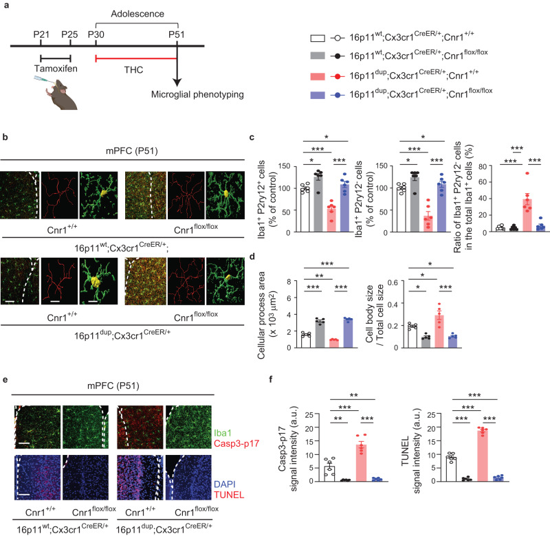 Cnr1 deletion in the microglia normalizes microglial abnormalities produced by adolescent THC treatment and 16p11dup.a Schematic diagram of the experimental design. b Immunohistochemical analysis of Iba1 (green) in the mPFC at P51. (Left) Representative images of the mPFC, representative tracing images (red), and images of cellular processes (green) and cell bodies (yellow) of Iba1+ cells. Scale bar, 50 μm (left) and 10 μm (middle and right). c The number of Iba1+P2ry12+ cells (left) and Iba1+P2ry12− cells (middle) in the mPFC, presented as % of control. (Right) The percentage of Iba1+P2ry12− cells among all Iba1+ cells in the mPFC. (n = 6 slices in 3 mice per condition). d Quantification of the ratio of cellular process area (left) and cell body size to total cell size (right) of Iba1+ cells. (n = 50 cells in 5 mice per condition). e Representative images of immunohistochemistry of Iba1 (green) and Casp3-p17 (red) (top left) as well as TUNEL signals (red) and DAPI (blue) (bottom left) in the mPFC at P51. Scale bar, 50 μm. f Quantification of signal intensity of Casp3-p17 in Iba1+ cells (left) and TUNEL (right). n = 6 slices in 3 mice per condition. c, d, f ***p < 0.001, **p < 0.01, *p < 0.05 (p values are (c) (Left) 16p11wt;Cnr1+/+ versus 16p11wt;Cnr1flox/flox: p = 0.0281, 16p11wt;Cnr1+/+ versus 16p11dup;Cnr1+/+: p = 0.0001, 16p11wt;Cnr1+/+ versus 16p11dup;Cnr1flox/flox: p = 0.0221, 16p11dup; Cnr1+/+ versus 16p11dup;Cnr1flox/flox: p < 0.0001, (Middle) 16p11wt;Cnr1+/+ versus 16p11wt;Cnr1flox/flox: p = 0.0285, 16p11wt;Cnr1+/+ versus 16p11dup;Cnr1+/+: p < 0.0001, 16p11wt;Cnr1+/+ versus 16p11dup;Cnr1flox/flox: p = 0.0337, 16p11dup; Cnr1+/+ versus 16p11dup;Cnr1flox/flox: p < 0.0001, (Right) all: p < 0.0001, (d) (Left) 16p11wt;Cnr1+/+ versus 16p11wt;Cnr1flox/flox: p < 0.0001, 16p11wt;Cnr1+/+ versus 16p11dup;Cnr1+/+: p = 0.0017, 16p11wt; Cnr1+/+ versus 16p11dup;Cnr1flox/flox: p < 0.0001, 16p11dup;Cnr1+/+ versus 16p11dup;Cnr1flox/flox: p < 0.0001, (Right) 16p11wt;Cnr1+/+ versus 16p11wt;Cnr1flox/flox: p = 0.0225, 16p11wt;Cnr1+/+ versus 16p11dup;Cnr1+/+: p = 0.0183, 16p11wt;Cnr1+/+ versus 16p11dup;Cnr1flox/flox: p = 0.0330, 16p11dup;Cnr1+/+ versus 16p11dup;Cnr1flox/flox: p < 0.0001, (f) (Left) 16p11wt;Cnr1+/+ versus 16p11wt;Cnr1flox/flox: p = 0.0016, 16p11wt;Cnr1+/+ versus 16p11dup;Cnr1+/+: p < 0.0001, 16p11wt;Cnr1+/+ versus 16p11dup;Cnr1flox/flox: p = 0.0032, 16p11dup;Cnr1+/+ versus 16p11dup;Cnr1flox/flox: p < 0.0001, (Right) all: p < 0.0001), determined by two-way ANOVA with post hoc Tukey test. Each symbol represents one slice (a, f) and one animal (d). Data are presented as the mean ± s.e.m.
