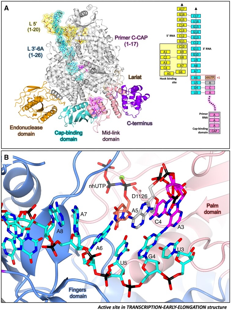 The transition from cap-snatching to early-elongation. (A) The SFTSV L (TRANSCRIPTION-EARLY-ELONGATION) is shown with key L protein domains coloured according to the following colour scheme: endonuclease (orange), cap-binding domain (cyan), and mid-link domain (light pink). RNAs are shown as sticks with surface overlaid (30% transparency) and coloured either yellow (5′ RNA), cyan (3′ RNA), or magenta (primer RNA). In addition, the RNAs present in each structure are shown schematically and labelled. (B) The active site in the TRANSCRIPTION-EARLY-ELONGATION structure is shown. Residues from the L protein are labelled and coloured according to the assigned domain (blue for fingers domain, and coral for the palm domain). RNAs are shown as sticks and coloured as in A.