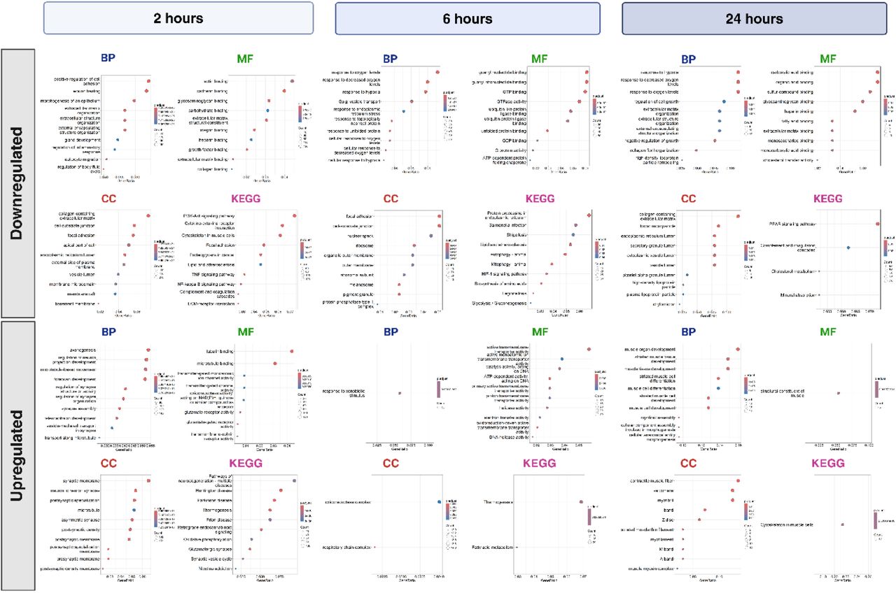 GO/KEGG enrichment of DEGs generated from bulk RNA-seq time-dependent response to THC-exposureResults from Gene Ontology (GO) and KEGG enrichment of significantly upregulated and downregulated differentially expressed genes at 2, 6, and 24 hours post THC-exposure compared to controls. GO enrichment is separated by Biological Process (BP), Molecular Function (MF), and Cellular Component (CC) ontologies. In the dot plots, each row represents an enriched pathway, where dot color reflects the significance (adjusted p-value), dot size indicates the number of genes contributing to the enrichment, and dot position shows the enrichment ranking.