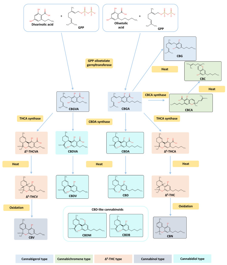 Biosynthetic pathway of phytocannabinoid and phytocannabinoid class representation. Structural and biosynthetic relationships of the nine minor cannabinoids studied in vitro: cannabigerol (CBG), cannabidivarin (CBDV), cannabinol (CBN), cannabidiol-C4 (CBDB), cannabidiolic acid (CBDA), cannabidiol monomethyl ether (CBDM), cannabichromenic acid (CBCA), cannabigerovarinic acid (CBGVA), and cannabichromene (CBC). The remaining phytocannabinoids involved in this pathway, namely cannabidiol (CBD), cannabigerolic acid (CBGA), Δ9-tetrahydrocannabivaric acid (Δ9-THCVA), Δ9-tetrahydrocannabivarin (Δ9-THCV), Δ9-tetrahydrocannabinolic acid (Δ9-THCA), Δ9-tetrahydrocannabinol (THC), cannabivarin (CBV), and cannabidivarinic acid (CBDVA), are also presented. GPP: geranyl diphosphate.