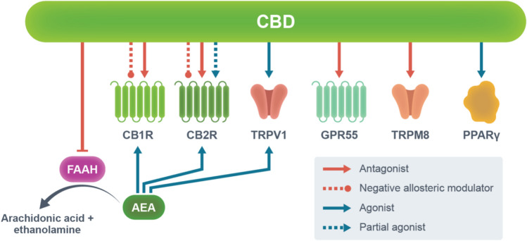 Main molecular targets of cannabidiol (CBD). The mechanisms of action of CBD primarily involve the endocannabinoid system. Unlike endocannabinoids, CBD does not bind to the orthostatic binding site of cannabinoid receptor 1 (CB1R) and cannabinoid receptor 2 (CB2R) with high affinity. Instead, CBD binds to the allosteric binding site of CB1R and CB2R, possibly acting as a negative allosteric modulator at these receptors. Cannabidiol also acts as an antagonist/inverse agonist at CB1R and CB2R, while it may also act as a partial agonist at CB2R. Importantly, CBD inhibits the activity of fatty acid amide hydrolase (FAAH), leading to an increase in extracellular N-arachidonoylethanolamine (AEA) levels and subsequent activation of CB1R, CB2R, and transient receptor potential cation channel subfamily V member 1 (TRPV1). Cannabidiol also acts as an agonist of transient receptor potential channels (TRPV1, TRPV2, TRPV3, TRPV4, and TRPA1) and peroxisome proliferator-activated receptor gamma (PPARγ), while acting as an antagonist of G protein-coupled receptor 55 (GPR55) and transient receptor potential cation channel subfamily M member 8 (TRPM8). However, the exact mechanisms of action of CBD remain elusive