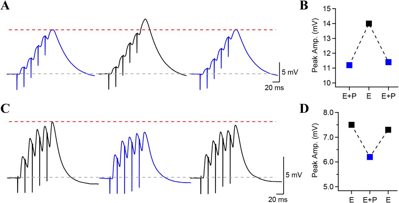 Reproducibility and reversibility of optogenetic PV-INs stimulationA, Synaptic potentials evoked together with blue light (blue traces) or without (black trace). Recording were 3 minutes each, presented in the order of acquisition. B, Peak synaptic potential amplitude for electrical stimulation alone or combined electrical and optical stimulation. Photostimulation effect was reproducible. C, Synaptic potentials evoked with electrical stimulation with and without optogenetics stimulation. D, Peak synaptic potential amplitude during electrical and combined electrical and photostimulation. The effect of PV+ terminals photostimulation is reversible.