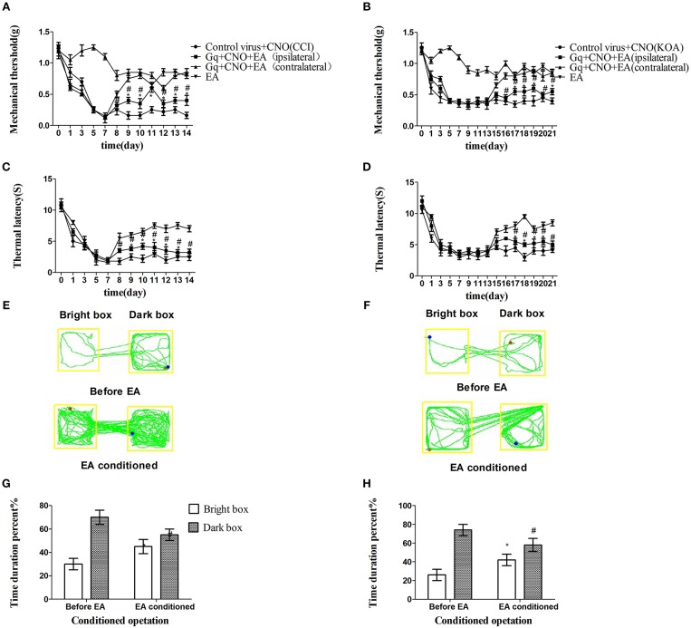 Chemogenetic activation of GABAergic neurons in the vlPAG only partly attenuated the effect of EA. (A,B) Time course of tactile threshold in response to von Frey filaments. (C,D) The noxious heat stimulus (53°C) caused a change in the thermal thresholds. Tactile (A) and thermal (C) withdrawal thresholds changes in CCI mice after chemogenetic activation. Changes in tactile (B) and thermal (D) withdrawal thresholds of KOA mice caused by chemogenetic activation. Motion map of chemogenetic activation of conditioning in the CPP test with CCI (E) and KOA mice (F). G,H are summary values of motion trajectories. Virus was injected 21 days before the behavior test. CNO (1 mg/kg) was administered once a day starting from the 8th to the 14th day in the CCI model and starting from the 15th to the 21st day in the KOA model. EA (1 mA and 0.1 ms) at 2 Hz was administered for 30 min. Once a day starting from the 8th to the 14th day in the CCI model and starting from the 15th to the 21st day in the KOA model, all behavior tests were completed 2 h after CNO administration. Control groups consisted of CCI or KOA mice injected with control virus and CNO but without EA treatment. Data are expressed as means ± SEM (n = 12 in each group). In A–D, *p < 0.05, compared with control group; #p < 0.05, compared with the model group; In G,H,*p < 0.05, compared with the bright box time duration percent before chemogenetic activation; #p < 0.05, compared with the dark box time duration percent before chemogenetic activation.