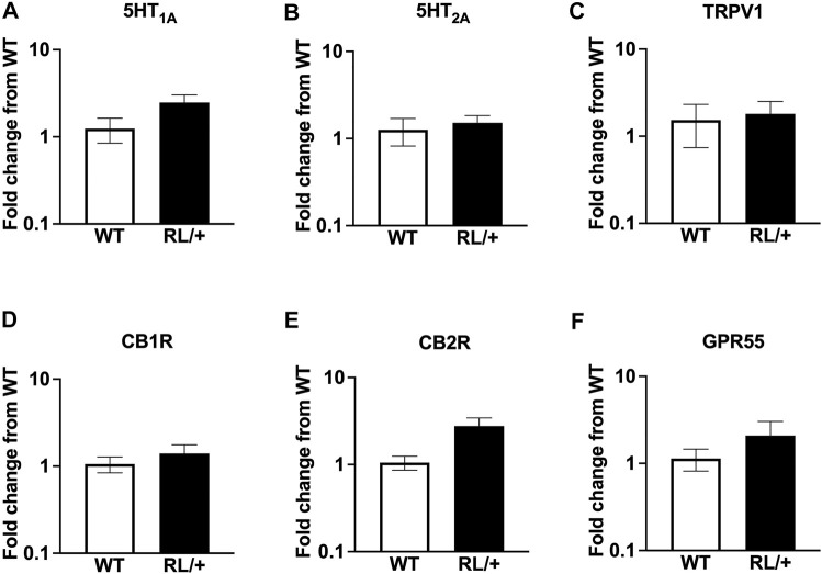 RL/+ mutants and WT littermates have comparable expression levels of target CBD receptors: (A) 5HT1A, (B) 5HT2A, (C) TRPV1, (D) CB1R, (E) CB2R, and (F) GPR55.