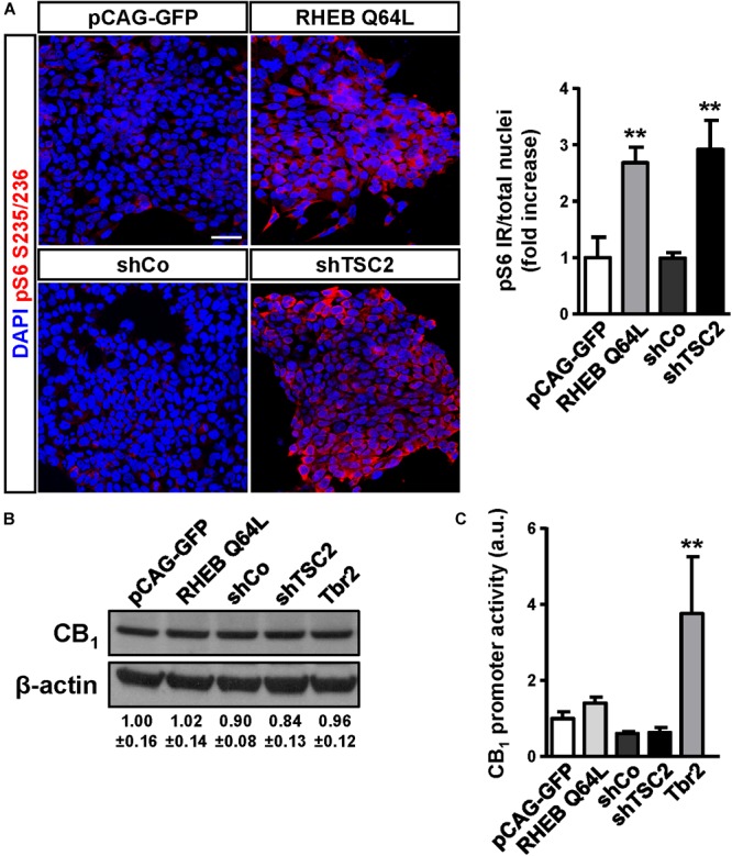 The mTORC1 pathway does not regulate CB1 receptor expression. (A) Characterization of mTORC1 activation in P19 cells after transfection with the Rheb constitutive active mutant Q64L, shTSC2, a scrambled shRNA encoding vector (shCo), or GFP encoding plasmid. mTORC1 activation was analyzed by means of phospho-S6-positive cells quantification. Scale bar: 50 μm. (B) Western blot analysis of CB1 receptor levels in the same conditions as above. Representative immunoblot luminograms for CB1 and β-actin as loading control are shown and quantification is provided (mean ± SEM, n = 3). (C) CB1 receptor promoter activity was analyzed using a CAT construct 24 h after transfection (n = 6). Statistical comparison versus the corresponding control samples, ∗∗p < 0.01.