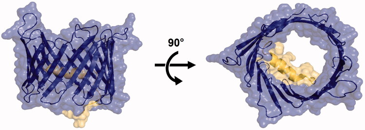 Structure of the open state of hVDAC1 in LDAO micelles (PDBID:2JK4)15. Left: side (membrane) view. Right: top (cytoplasm) view. The barrel pore is coloured in blue and the alpha helix in yellow.