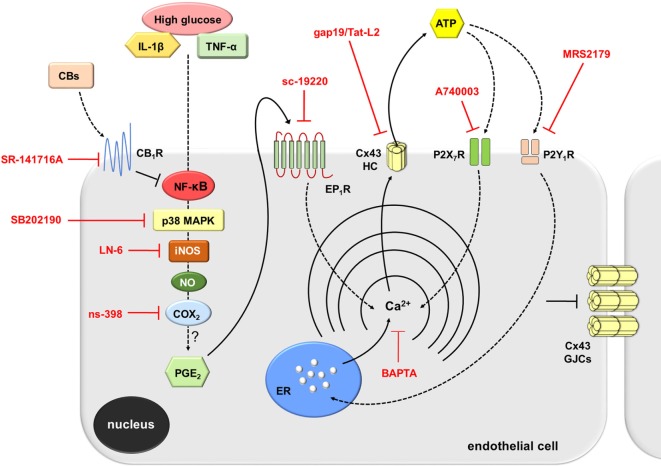 Schematic diagram showing the possible pathways involved in the activation of connexin 43 (Cx43) hemichannels evoked by high glucose and IL-1β/TNF-α in endothelial cells. Upon stimulation with high glucose and IL-1β/TNF-α, endothelial cells respond with intracellular signal transduction that possibly involve NF-κβ signaling associated with p38 MAPK and inducible NO synthase (iNOS) activation, nitric oxide (NO) production, and further stimulation of COX2. The latter likely induce the production of PGE2, which acting on EP1 metabotropic receptor promotes the release of Ca2+ from intracellular stores. Rise in [Ca2+]i, is a known condition that causes opening of Cx43 hemichannels enabling the release of ATP. ATP released via Cx43 hemichannels may activate P2X7 receptors, and its degradation to ADP may stimulate P2Y1 receptors. These events trigger the influx of extracellular Ca2+ and activation of IP3 receptors and further release of Ca2+ stored in the endoplasmic reticulum. The later induces an unknown self-perpetuating mechanism (see Discussion), in which high levels of [Ca2+]i could reactivate iNOS, COX2, EP1 metabotropic receptors, and Cx43 hemichannels (not depicted). On the other hand, cannabinoids (CBs) acting on CB1Rs possibly counteract the NF-κβ-dependent activation of the above-mentioned pathways. This response results in the inhibition of p38 MAPK and NO production, as well as the consequent reduction ATP release through Cx43 hemichannels. In parallel, activation of CB1Rs may neutralize the reduction in gap junction communication evoked by high glucose and IL-1β/TNF-α. Main inhibitors used throughout this study are shown in red.