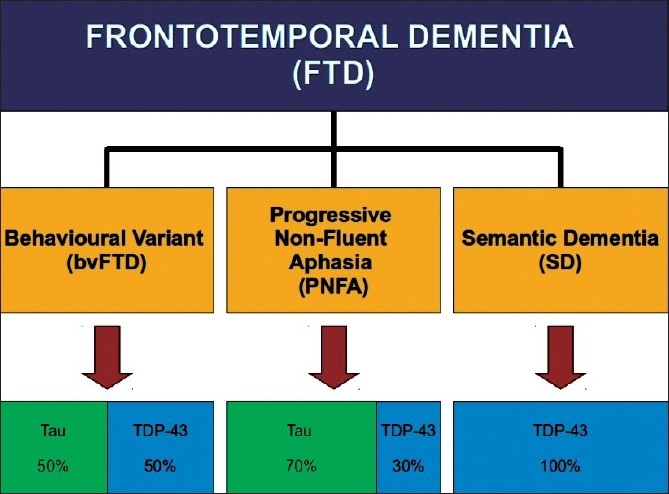 FTD syndromes and pathology