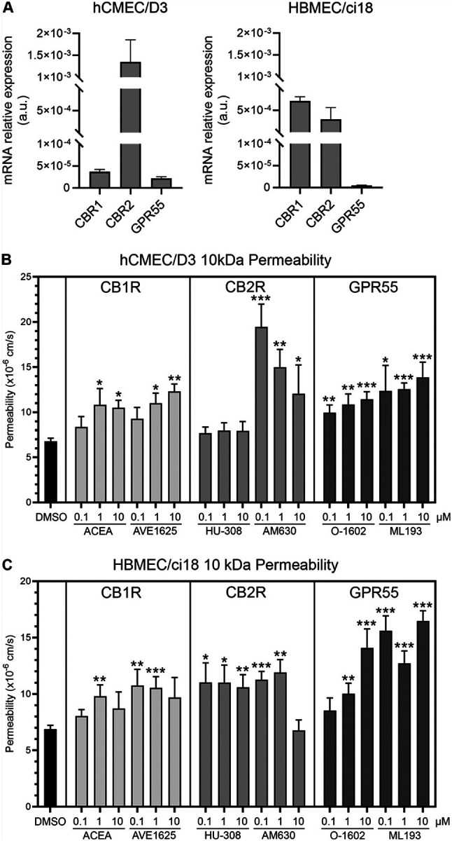 Endothelial cannabinoid receptors expression in hCMEC/D3 and HBMEC/ci18 cells and signaling effects on BBB permeability.A)Relative mRNA expression of CBR1, CBR2 and GPR55 in hCMEC/D3 and HBMEC/ci18 endothelial cells normalized to GAPDH. B-C) Permeability to dextran particles was tested in multicellular BBB systems in response to agonists and antagonists of indicated cannabinoid receptors. Effects of different doses of CBR agonists and antagonists on BBB permeability to 10 kDa dextran in hCMEC/D3 (B) and HBMEC/ci18 (C). DMSO was used as control for baseline effects. CB1R agonist ACEA and antagonist AVE1625, CB2R agonist HU-308 and antagonist AM630, and GPR55 agonist O-1602 and antagonist ML193 were provided at the indicated uM concentrations, for 24 hrs prior to the addition of dextran. Permeability was measured by fluorescence after 1 hr. Data are expressed as mean of values obtained from 3 independent experiments ± SEM. *p<0.05, **p<0.01, ***p<0.001 compared to DMSO controls.