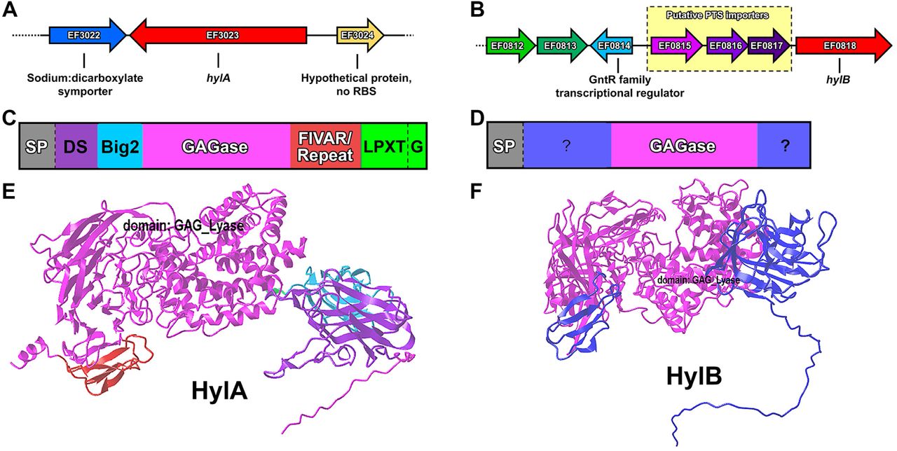 Genetic context and predicted protein architecture of HylA and HylB.Panels A and B show the genetic context of EF3023 (hylA) and EF0818 (hylB), respectively. Yellow box with dashed outline indicate a putative oligosaccharide phosphotransferase system upstream of hylB. Panels C and D show the domain architecture of HylA and HylB, respectively. SP indicates a signal peptide as predicted by SignalP 5.0. A dashed line indicates a predicted proteolytic cleavage site with either signal peptidase (SP) or sortase (LPXTG). The FIVAR/Repeat domain indicates a complete 69 amino acid segment with a predicted “FIVAR” domain, followed by three 71 amino acid repeats with partial FIVAR domain prediction. “?” indicates a stretch of >40 amino acids which have no predicted conserved domains or other obvious features. Panels E and F show AlphaFold structure predictions of HylA and HylB, respectively.