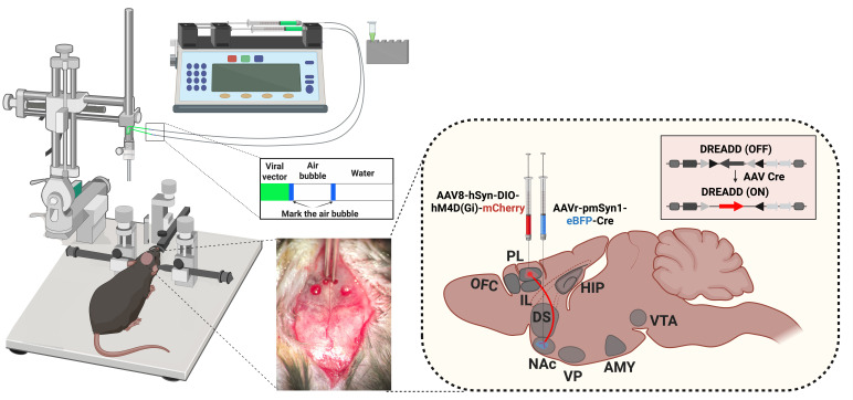 Stereotaxic surgery.Mice are anesthetized and placed in a stereotaxic apparatus for intracranial injection of the viral vector. All the injections are made through a bilateral injection cannula connected to a polyethylene tube. A displacement air bubble within the length of the polyethylene tubing connecting the syringe to the injection needle is used to monitor microinjections. The viral vector is injected at a constant rate by using a microinfusion pump. After infusion, the injection cannula is left in place for an additional 10 min to allow diffusion and prevent reflux, after which it is slowly withdrawn over 10 additional min. In the drawing on the right, the scheme of the mouse brain is shown, with the AAV8-hSyn-DIO-hM4(Gi)-mCherry injection site indicated in the prelimbic (PL) medial prefrontal cortex (mPFC) and the AAVr-pmSyn1-eBFP-Cre in the nucleus accumbens (NAc).