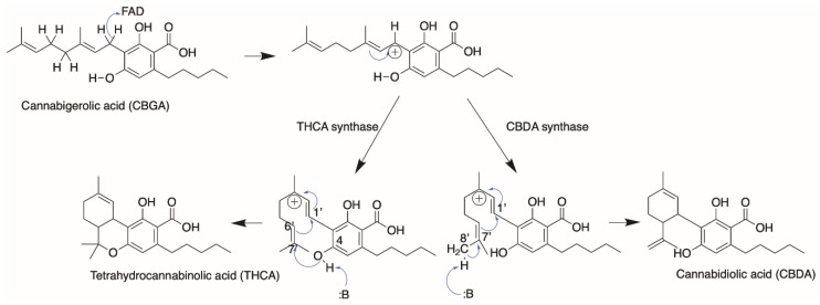 Postulated reaction mechanism between THCA and CBDA synthase forming THCA and CBDA products.