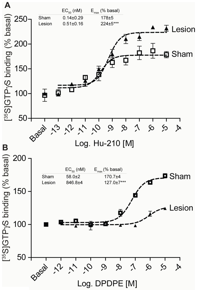 CB1R activity increases while DOR activity decreases in cortex of lesioned animals. A, [35S]GTPγS binding was carried out with cortical membranes from sham and lesioned animals. Membranes from cortices were prepared as described in “Methods” and treated with 0.1 pM – 10 µM Hu-210 for 1 hour. [35S]GTPγS binding to membranes was detected using a scintillation counter. Basal [35S]GTPγS binding in vehicle treated membranes is taken as 100%. Data represent Mean ± SEM (n = 3 individual animals in triplicate). B, Membranes from cortices of sham and lesioned animals were treated with 1 pM – 10 µM DPDPE for 1.5 hours. [35S]GTPγS binding to membranes was detected using a scintillation counter. Basal [35S]GTPγS binding in vehicle treated membranes is taken as 100%. Data represent Mean ± SEM (n = 3 individual animals in triplicate).