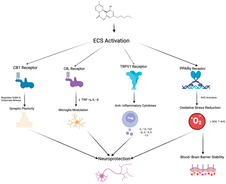 Schematic representation of the potential neuroprotective mechanisms mediated by endocannabinoid system activation through multiple receptor pathways. Arrows indicate the direction of regulatory interactions among receptors, signaling pathways, and cellular responses. Activation of CB1 receptors regulates GABA and glutamate release, contributing to synaptic plasticity. CB2 receptor stimulation reduces pro-inflammatory cytokines (TNF-α, IL-6) and modulates microglial activity. TRPV1 receptor activation promotes the release of anti-inflammatory cytokines (e.g., IL-10, TGF-β, IL-4, IL-13) through the involvement of regulatory T cells. Peroxisome proliferator-activated receptor gamma receptor activation triggers Nrf2 signaling, which decreases reactive oxygen species and enhances resistance to oxidative stress, ultimately leading to improved blood–brain barrier stability. Collectively, these pathways converge to promote neuroprotection via synaptic modulation, immune regulation, and maintenance of BBB integrity. Created in BioRender. Shuo, S. (2025) https://BioRender.com/xoc2kta.