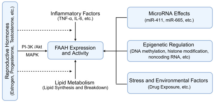 FAAH expression and activity through hormonal, epigenetic and microRNA regulation. FAAH: fatty acid amide hydrolase. TNF-α: tumor necrosis factor-α; IL-6: interleukin-6; PI-3K: phosphatidylinositol 3-kinase; AKT/PKB: protein Kinase B; MAPK: mitogen-activated protein kinase. Created by Bio-Render.