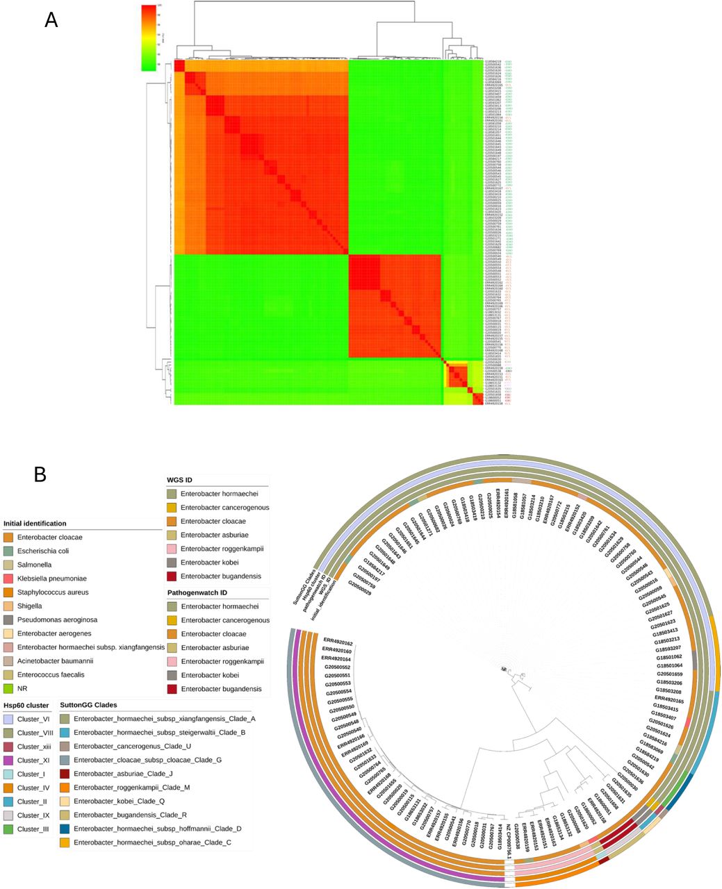 Comparison of genomes from this study and those of isolates from elsewhere in Nigeria. Genomes IDs are prefixed by ERR* if submitted by Sands et al. (2021) or G*(This study) (a): ANI analysis of genome-sequenced Enterobacter spp.- E. hormaechei (EHO), E. cloacae (ECL), E. bugandensis (EBU), E. asburiae (EAS), E. roggenkampii (ERO), E. kobei (EKO). (b) Maximum likelihood tree illustrating the phylogeny among all available Nigeria genomes in the European Nucleotide Archive