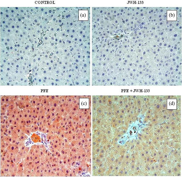Caspase‐3 immunostaining for all groups. (a, b) Immunohistochemical expression of caspase‐3 in the control group (CSG) (a) and JWH‐133 group (JG) (b). (c) The number of caspase‐3 positive cells was high in the PFE group (PG). (d) The proportion of immunohistochemical caspase‐3 positively stained cells was minimal in the PFE + JWH‐133 group (PJG). Magnification ×40 (a–d).