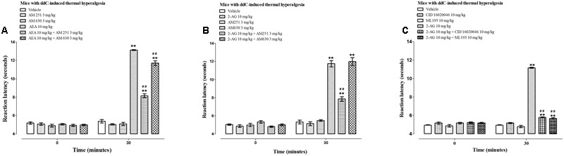 Effects of CB receptor and GPR55 antagonists on the antihyperalgesic effects of AEA and 2-AG in female BALB/c mice with ddC-induced thermal hyperalgesia at day 6 post-injection of ddC. Effects of (A) a CB1 receptor antagonist AM 251 and a CB2 receptor antagonist AM 630 on the antihyperalgesic effects of AEA, (B) a CB1 receptor antagonist AM 251 and a CB2 receptor antagonist AM 630 on the antihyperalgesic effects of 2-AG, and (C) GPR55 antagonists CID 16020046 and ML193 on the antihyperalgesic effects of 2-AG in BALB/c mice with ddC-induced thermal hyperalgesia 30 min after administration in the hot plate test. Each bar represents the mean ± SEM of values obtained from 8 to 16 animals.∗∗p < 0.01 compared to drug vehicle at the same time point after treatment and ##p < 0.01 to mice treated with AEA or 2-AG at the same time point after treatment (one-way ANOVA followed by Bonferroni’s Multiple Comparison Test).