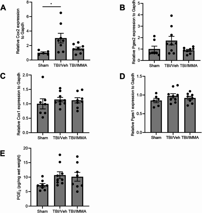 IMMA treatment did not affect the expression of COXs, PGESs and the production of PGE2 in the TBI mouse TG. At 7 days post-TBI, gene expression of PGE2 biosynthetic enzymes, Cox-1, Cox-2, Pges1 and Pges2 was quantified by qPCR. The Cox-2 expression was increased in the TBI/vehicle group compared to the sham (p < 0.05) but reduced by IMMA treatment (A). The increased expression of Pges2 was also observed in the TBI/vehicle group compared to the sham, but reduced by IMMA treatment (B). The expression of Cox-1 (C) and Pges1 (D) was not changed among the groups. PGE2 levels in TG measured by ELISA showed increase in the TBI/vehicle and TBI/IMMA groups compared to sham group (E). (mean ± SEM. n = 8–9/group)