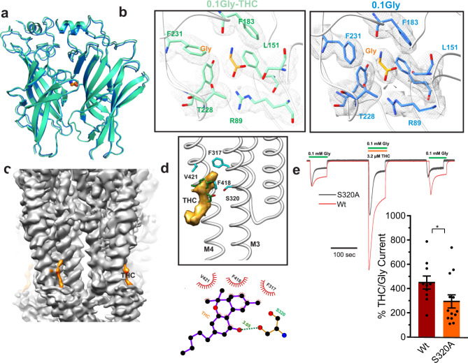 THC modulation of GlyR gating.a Alignment of GlyR-0.1gly and GlyR-0.1gly-THC structures. A side-view of the ECD-ECD subunit interface in the two structures. b Cryo-EM density segments for the neurotransmitter-binding site residues (gray) and the bound glycine molecule. c Cryo-EM map of GlyR-0.1gly-THC with THC density highlighted in orange. d THC molecule within the intrasubunit groove formed by the M3 and M4 helices (top). LigPlot analysis96 of THC interaction with the binding pocket. Residues within 4 Å distance are displayed in red (bottom). e Continuous TEVC recordings of WT GlyR and S320A activated by 0.1 mM glycine, and with co-application of 3.2 μM THC. Membrane potential was held at -60 mV. The S320A trace is scaled up x1.59 so that the first glycine-induced current amplitude matches WT GlyR, to emphasize the difference in degree of potentiation in response to THC. Percent potentiation is plotted as (peak of THC-glycine current/peak glycine current) x 100 for WT (n = 10) and S320A (n = 13). Data are shown as mean ± s.e for (n) independent experiments. Electrophysiology experiments were performed on independent oocytes, from multiple different surgeries. Two-sided Mann–Whitney test *P = 0.0358. Source data are provided as a Source Data file.