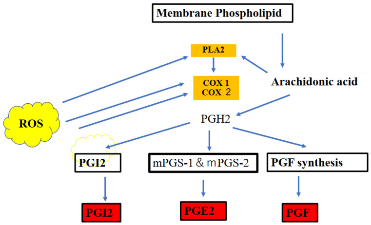 Cyclooxygenases 1 and 2 (COX-1 and COX-2), which are key enzymes in the conversion of arachidonic acid into bioactive prostanoids play a central role in the inflammatory cascade. Prostaglandin families (postaglandin J2) are endogenous toxic products of cyclooxygenases, and because their levels are significantly increased upon brain injury, they are actively involved in neuronal dysfunction induced by pro-inflammatory stimuli. The line of evidence indicates an important interplay between the cannabinoid receptor type 1 (CB1) and cannabinoid receptor type 2 (CB2) and endocannabinoids (ECB) are key inflammatory and redox-dependent processes. The endocannobinoid system (ECS) may also control oxidative stress by directly or indirectly modulating CB1 and CB2 signaling or CB receptor-independent processes via COX-2-dependent eicosanoid pathway. Modulation of cellular redox homeostasis is induced by the ECS. The reactive oxygen species (ROS) act as second messengers and exert oxidative activity to influence immune, inflammatory, and other signaling processes.