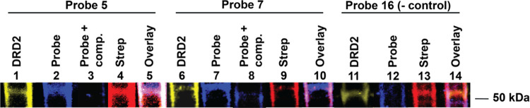 Photo-cross-linking of probes 5 and 7 to DRD2 visualized with Western blot. Lanes 1–5 correspond to samples with probe 5 at 100 nm, lanes 6–10 correspond to samples treated with probe 7 at 100 nm, and lanes 11–14 correspond to samples treated with negative control probe 16. Lanes: 1, 6, and 11 are the anti-DRD2 antibody channel, lanes 2, 3, 7, 8, and 12 are fluorescence of the Alexa Fluor 555 clicked to the probes 5, 7, or 16, lanes 4, 9, and 13 are the anti-Strep Tag antibody channel, and lanes 5, 10, and 14 are the overlaid channels for the respective probes.