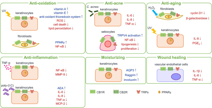 Schematic of the anti-oxidant, anti-inflammatory, moisturizing, anti-acne, wound-healing, and anti-aging actions of cannabidiol in the skin. AEA N-arachidonoylethanolamine, AQP3 aquaporin 3, CB1R cannabinoid receptor 1, CB2R cannabinoid receptor 2, C. acnes Cutibacterium acnes, H2O2 hydrogen peroxide, IL interleukin, MCP-2 monocyte chemotactic protein-2, MMP-9, metalloproteinase-9, NF-κB nuclear factor-kappa B, PGE2 prostaglandin E2, PPARγ peroxisome proliferator-activated receptor gamma, ROS reactive oxygen species, TNF-α tumor necrosis factor-alpha, TRP transient receptor potential, TRPV4 transient receptor potential cation channel subfamily V member 4, UV ultraviolet