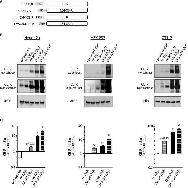 Effect of promoter and N-terminal truncation on CB1R expression. (A) Schematic representation of the various CB1R clones used throughout the study. (For GFP-tagged versions, see Supplementary Figure 3A.) (B) Western blot analysis of the expression of various CB1R constructs in Neuro 2a, HEK 293 and GT1-7 cells. Cells were transfected with different CB1R constructs or with empty plasmid (pcDNA3.1(+); ‘non-transfected’); in order to perceive the differences in expression better, both low and high contrast representations of the same 16-bit raw images are presented. (C) Statistical analysis of immunoblots shown on Panel (B). CB1R to actin expression ratios were normalized to that obtained in TK-CB1R expressing samples. From left to right n= 9-13-14-12-11 (Neuro 2a); 14-13-11-10 (HEK 293) and 11-9-10-10 (GT1-7); *p < 0.0003, $p = 0.0152, $$p < 0.0001 and #p < 0.0001 as compared to pertinent TK-CB1R group (Kruskal-Wallis ANOVA followed by Dunn’s multiple comparisons test).