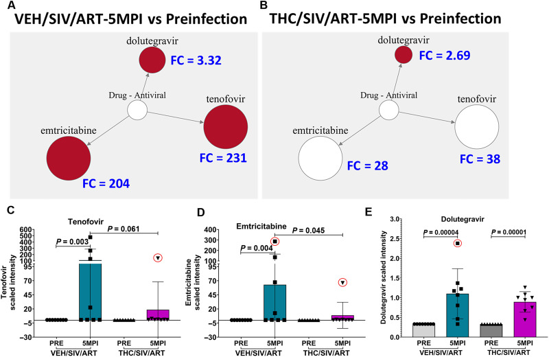 THC supplementation reduced plasma ART drug concentrations without compromising SIV viral suppression.(A) Metabolic pathway network showing significantly elevated plasma levels of ART drugs in VEH/SIV/ART RMs at 5 MPI relative to preinfection controls. (B) Metabolic pathway network showing a modest increase in plasma ART drug concentrations in THC/SIV/ART RMs relative to preinfection controls. Quantification plots showing plasma levels of (C) tenofovir (PMPA), (D) emtricitabine, and (E) dolutegravir between VEH/SIV/ART and THC/SIV/ART RMs at 5 MPI and compared to their respective preinfection time points. Plasma metabolites were analyzed using one-way ANOVA. A P value of <0.05 was considered significant. Plasma levels of all three ART metabolites were significant with an FDR-adjusted P value of 0.05. Data represent means ± SD.