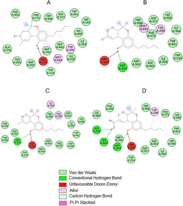 2D molecular interactions of C. sativa: (A) 8‐hydroxy‐delta‐9‐THC, (B) 9‐tetrahydrocannabinol, (C) cannabinol, and (D) tetrahydrocannabinol‐7‐oic with α‐glucosidase active site amino acid residues. Images generated using BIOVIA Discovery Studio V. 24.1.0.23298.