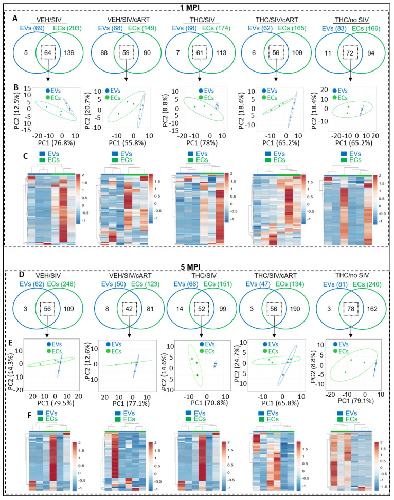 Repertoires of EV− and EC − associated miRNA following SIV infection and treatment with cART and THC. (A) Venn diagram comparing total detectable miRNAs for EVs and ECs at 1 MPI for VEH/SIV, VEH/SIV/ART, THC /SIV, THC/SIV /ART, and THC/no SIV treatment Groups. (B) PCA analysis of the common EVs and ECs miRNAs from the Venn diagrams (indicated by black square) at 1 MPI for the VEH/SIV, VEH/SIV/ART, THC/SIV, THC/SIV/ART, and THC/no SIV treatment groups. Unit variance scaling is applied to rows; SVD with imputation is used to calculate principal components. X and Y axis show principal component 1 and principal component 2. n = 3 RMs per treatment group. (C) Hierarchical clustering heatmap of the common EVs and ECs miRNAs from the Venn diagrams (indicated by black square) at 1 MPI for the VEH/SIV, VEH/SIV/ART, THC/SIV, THC/SIV/ART, and THC/no SIV treatment groups. Rows are centered; unit variance scaling is applied to rows. Both rows and columns are clustered using correlation distance and average linkage. N = 3 RMs per treatment group. (D) Venn diagram comparing total detectable miRNAs for EVs and ECs at 5 MPI for VEH/SIV, VEH/SIV/ART, THC/SIV, THC/SIV/ART, and THC/no SIV treatment groups. (E) PCA analysis of the common EV and associated miRNAs from the Venn diagrams (indicated by black square) at 5 MPI for the VEH/SIV, VEH/SIV/ART, THC/SIV, THC/SIV/ART, and THC/no SIV treatment groups. Unit variance scaling is applied to rows; SVD with imputation is used to calculate principal components. X and Y axis show principal component 1 and principal component 2. n = 3 RMs per treatment group. (F) Hierarchical clustering heatmap of the common EV and EC miRNAs from the Venn diagrams (indicated by black square) at 5 MPI for the VEH/SIV, VEH/SIV/ART, THC/SIV, THC/SIV/ART, and THC/no SIV treatment groups. Rows are centered; unit variance scaling is applied to rows. Both rows and columns are clustered using correlation distance and average linkage. n = 3 RMs per treatment group.