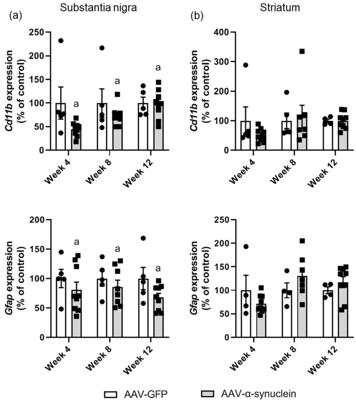 qRT-PCR analyses of astrocytic and microglial markers in the nigrostriatal pathway. In (a) the substantia nigra, AAV-α-synuclein administration led to an overall reduction in the expression of the microglial marker Cd11b and the astrocytic marker Gfap. (b) There were no differences between groups in the striatum. Data are represented as mean ± SEM with 4–9 animals per group by two-way ANOVA with post hoc Tukey. ‘a’ indicates an overall group effect.
