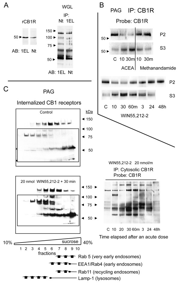 Agonist-induced internalization of brain CB1Rs. A. The recombinant CB1 receptor (rCB1R) was labeled by both Nt and 1EL antibodies. The CB1R in solubilized PAG synaptosomal membranes was precipitated with 1EL or Nt antibodies and then immunodetected using the other antibody, yielding a ladder pattern. This banding of CB1Rs was also observed in the purified glycosylated fraction of PAG membranes, indicating the presence of multiple glycosylated species. B. Cannabinoid agonists used at doses that desensitize analgesia caused the internalization of surface CB1Rs (P2) into the cytosol (S3). ACEA and WIN55,212-2 caused internalization, but methanandamide caused almost none. C. Upper panel: Presence of CB1Rs in the cytosolic fraction of brain tissue from mice that did not receive WIN55,212-2. The mice were killed and the PAG S3 fraction was subjected to subcellular fractionation in order to determine the presence of CB1Rs. Lower panel: Mice were injected icv with WIN55,212-2, then sacrificed 30 min later, and the PAG S3 cytosolic fraction was analyzed for the presence and distribution of internalized CB1Rs. Subcellular markers: Rab5 (BD 610281), EEA1 (early endosome antigen I; BD 610456), Rab4 (BD 610888), Rab11 (BD 610656), Lamp-1 (lysosomal-associated membrane protein I; BD 61043). Right panel: The PAG cytosolic fraction was analyzed at various time intervals following administration of WIN55,212-2 in order to test for the presence of the CB1R.