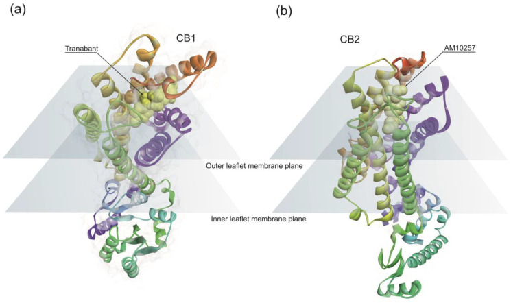 (a) Cannabinoids receptors 1 (PDB: 5u09) and (b) 2 (PDB: 6kpc). Helix 1 to 7 (red to purple) is mostly located inside the cell plasma membrane. (a) The cannabinoids receptor 1 (CB1) and (b) CB2 N-terminal loop (red) occupy the polar zone of the binding pockets. The CB1 receptor represented is bound to Tranabant, and CB2 receptor is bound to AM10257.