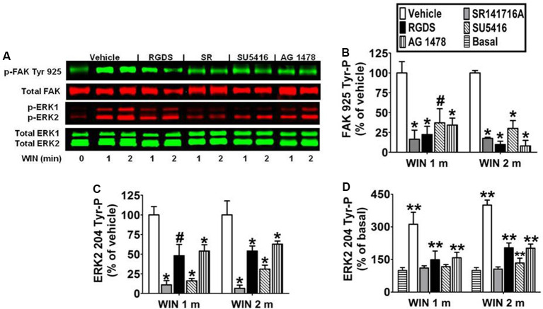 CB1-stimulated FAK phosphorylation at tyrosine 925 and ERK2 phosphorylation at tyrosine 204 are mediated by integrins and receptor tyrosine kinases in N18TG2 cells. (A–D) Cells were pretreated for 15 min (m) with the integrin antagonist RGDS peptide (100 μM), CB1 antagonist SR141716A (1 μM, SR), Flk-1 VEGFR antagonist SU 5416 (1 μM), or EGFR antagonist AG 1478 (2 μM) before treatment with 0.01 μM WIN55212-2 (WIN) for 1 or 2 m at 37°C. Cell lysates were analyzed using western blots and representative blot images are shown. Data are reported as mean ± SEM of (B) % of vehicle-treated FAK 925 Tyr-P (normalized to total FAK levels) at the same time point, (C) % of vehicle-treated ERK2 204 Tyr-P (normalized to total ERK2 levels) at the same time point, and (D) % of basal/time 0 ERK2 204 Tyr-P (normalized to total ERK2 levels). Significance was assessed using One Way ANOVA followed by Dunnett’s multiple comparisons posthoc test [#p < 0.05, *p < 0.01 indicates significantly different from vehicle-treated (at the same time point); **p < 0.05 indicates significantly different from basal/time 0]. For each dataset, cells were cultured and experiments were completed on at least three separate occasions.
