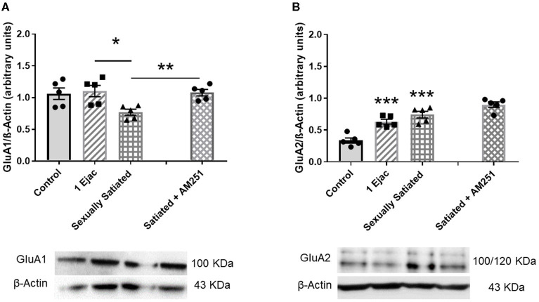 Changes in AMPAR density and subunit composition in the VTA of sexually satiated rats and involvement of eCBs in their induction. Western blot analysis showing changes in GluA1 (A) and GluA2 AMPAR subunit (B) densities in the VTA of control sexually experienced unmated rats (Control), males that ejaculated once (1 Ejac) or copulated to satiety (Sexually satiated) 24 h earlier, and of males that copulated to satiety in the presence of the CB1R antagonist AM251 (Satiated + AM251). Differences among untreated groups with different sexual conditions were determined by means of a one-way ANOVA followed by Tukey test, ***P < 0.001; *P < 0.05. A comparison between the rats that copulated to satiety in the absence or presence of AM251 was conducted with the unpaired t-test **P < 0.01. Values are mean ± S.E.M of the protein/β-Actin optical density (O.D.) ratios of 5 rats per group.