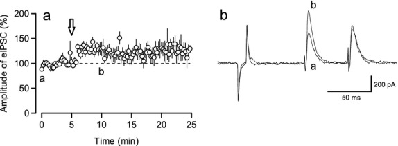 CaMKII inhibitor KN62 blocked DDI. (A) Time course of eIPSC amplitude in the presence of KN62 (3 μmol/L, n = 5). Depolarizing trains were applied at t = 5, arrow. (B) Representative traces from this experiment recorded before (a, t = 0) and after (b, t = 10) PC depolarization in a.