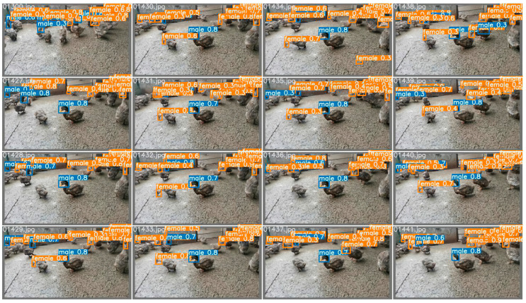 The sample results of scheme two. The locations, masking conditions, and individual behaviors of the ducks vary in each extracted frame. Change to the training dataset reduces the number of additional noise points and slightly improves the success of duck detection and the accuracy of gender estimation, but the accuracy is still not high.
