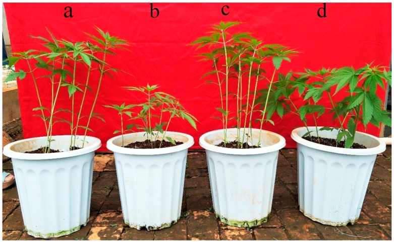 Comparison of hemp growth during rapid growth stage of two varieties under Pb stress. (a) Yunma 1 (Y1) control, (b) Y1 Pb treatment, (c) Bamahuoma (BM) control and (d) BM Pb treatment. Soil with 3 g/kg Pb and without Pb were referred to as Pb stress and control, respectively.