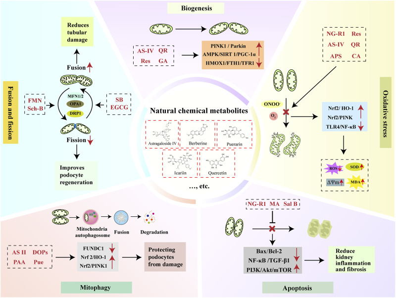 Infographic diagram illustrates the protective effects of natural chemical metabolites on mitochondria in kidney cells through four processes: fusion and fission, biogenesis, oxidative stress reduction, and mitophagy, each supported by specific molecules and signaling pathways.