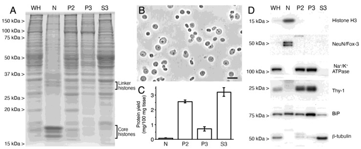 Characterization of subcellular fractions obtained from adult rat brain cortex. (A) Coomassie blue-stained SDS-PAGE of equivalent amounts of protein from whole homogenate (WH) and subcellular fractions: intact nuclei (N), plasma membrane (P2), microsomes (P3) and cytosol (S3). (B) Representative image of phase-contrast microscopy of nuclei isolated from a homogenate of adult rat cerebral cortex. Scale bar = 20 µm. (C) Bar graph depicting the partitioning of total protein from rat cortical homogenate into N, P2, P3 and S3 fractions expressed as mg of protein recovered in each fraction per 100 mg of rat cortical tissue. Data represent the mean ± SEM of the values obtained in three (P2, P3 and S3 fractions; n = 3) or two (N fraction; n = 2) independent fractionations. (D) Western blot analysis of subcellular fractions obtained from homogenates of rat brain cortex run in parallel to analyze the suitability of the subfractioning procedure using specific markers for nuclear (Histone H3 and NeuN/Fox-3), plasma membrane (Na+/K+ ATPase and Thy-1), endoplasmic reticular (BiP) and cytosolic (β-tubulin) fractions.